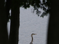 36043CrLeSh - A week at the cottage - Great Blue Heron on our dock.JPG